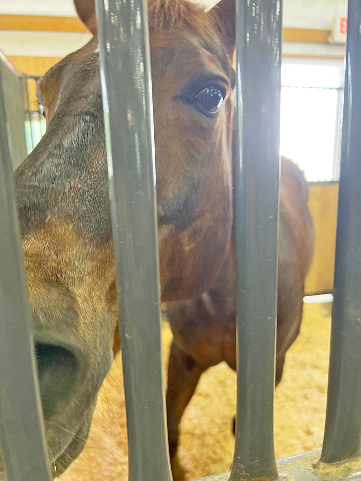 Cutting horse